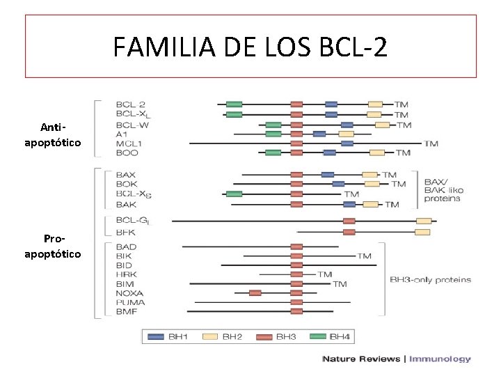 FAMILIA DE LOS BCL-2 Antiapoptótico Proapoptótico 