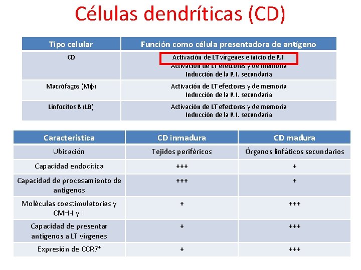 Células dendríticas (CD) Tipo celular Función como célula presentadora de antígeno CD Activación de