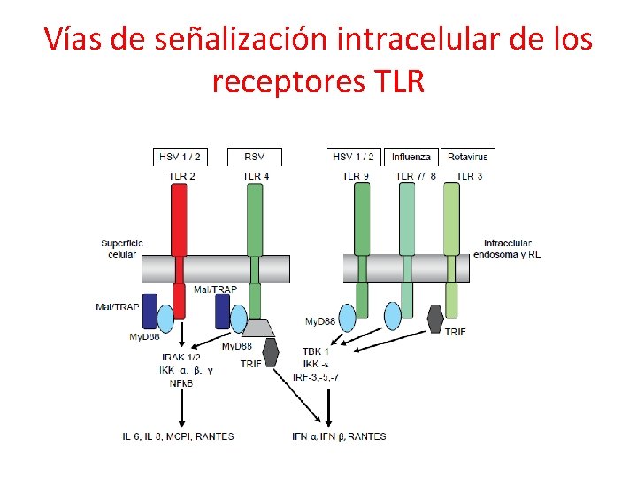 Vías de señalización intracelular de los receptores TLR 