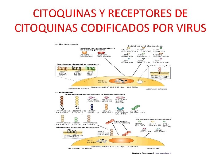 CITOQUINAS Y RECEPTORES DE CITOQUINAS CODIFICADOS POR VIRUS 