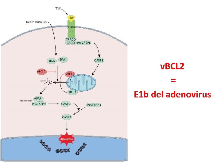 v. BCL 2 = E 1 b del adenovirus 