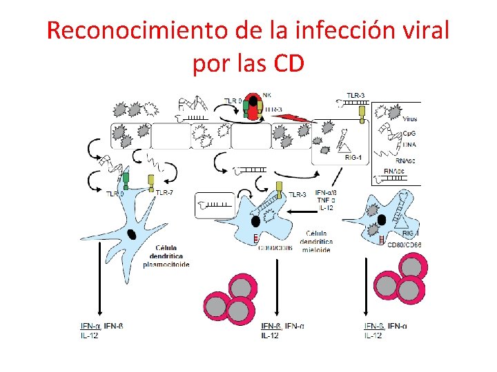 Reconocimiento de la infección viral por las CD 