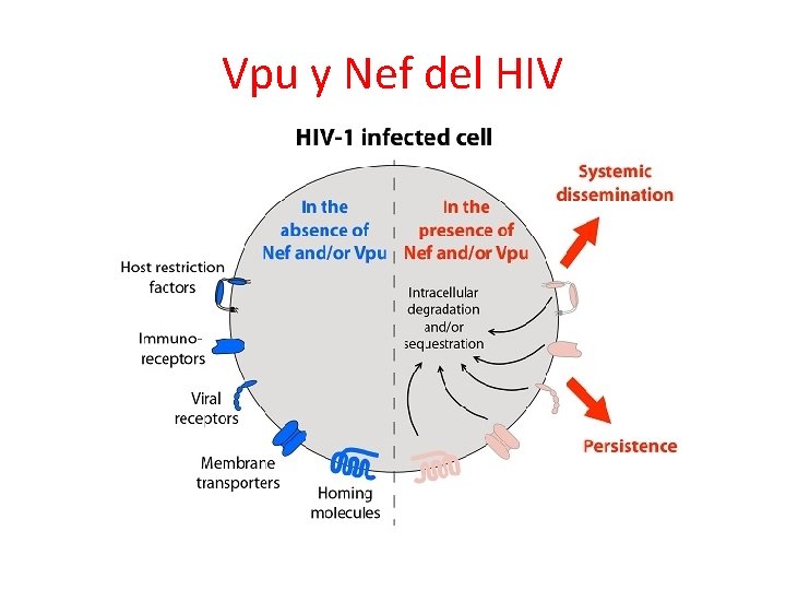 Vpu y Nef del HIV 