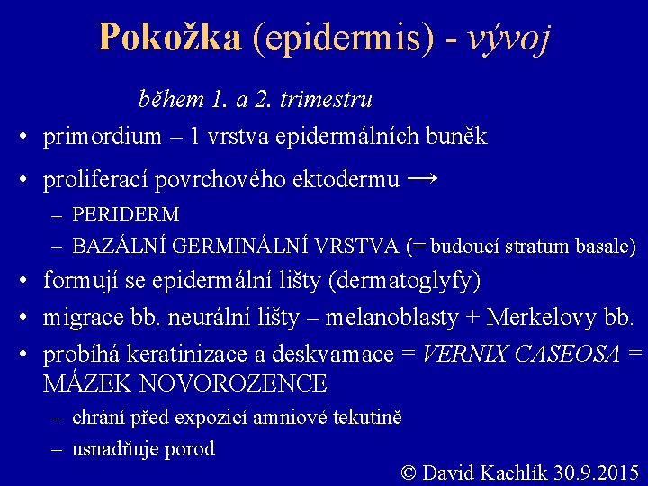 Pokožka (epidermis) - vývoj během 1. a 2. trimestru • primordium – 1 vrstva