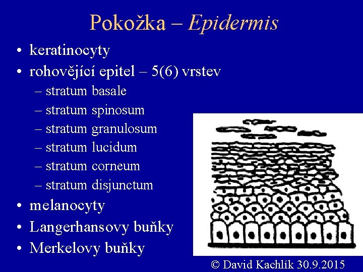 Pokožka – Epidermis • keratinocyty • rohovějící epitel – 5(6) vrstev – stratum basale