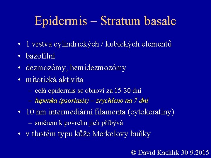 Epidermis – Stratum basale • • 1 vrstva cylindrických / kubických elementů bazofilní dezmozómy,