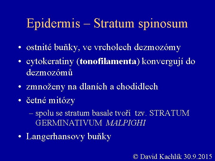 Epidermis – Stratum spinosum • ostnité buňky, ve vrcholech dezmozómy • cytokeratiny (tonofilamenta) konvergují