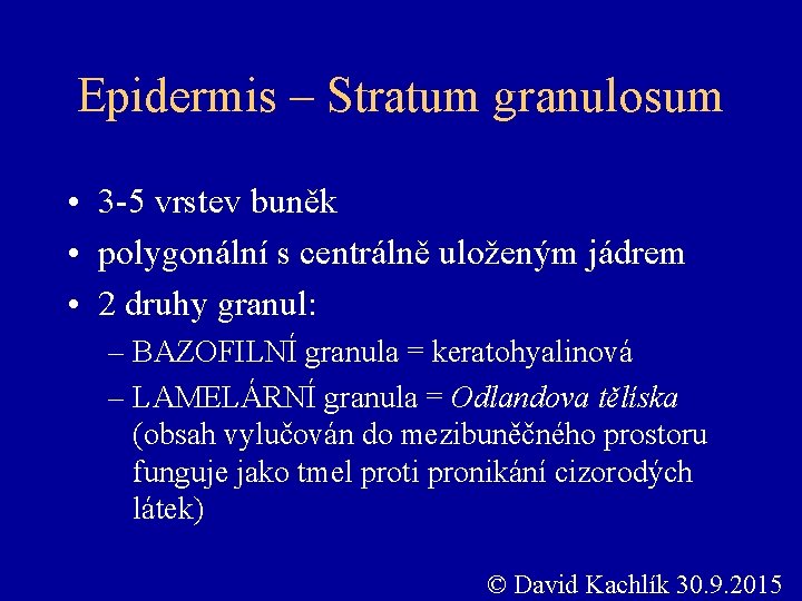 Epidermis – Stratum granulosum • 3 -5 vrstev buněk • polygonální s centrálně uloženým