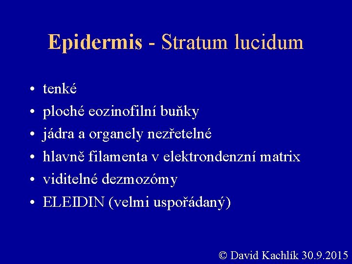 Epidermis - Stratum lucidum • • • tenké ploché eozinofilní buňky jádra a organely