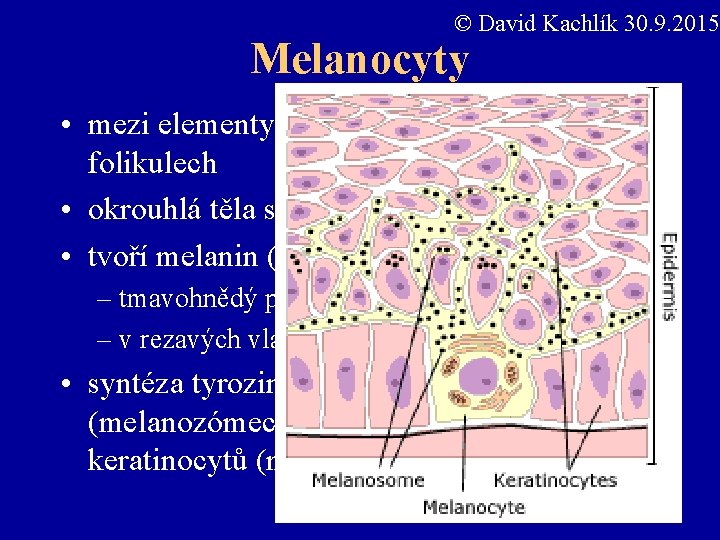 © David Kachlík 30. 9. 2015 Melanocyty • mezi elementy stratum basale, v chlupových