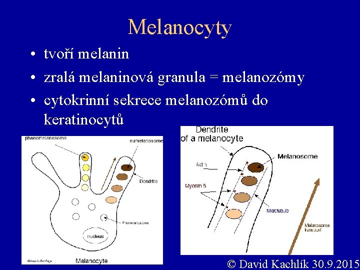 Melanocyty • tvoří melanin • zralá melaninová granula = melanozómy • cytokrinní sekrece melanozómů