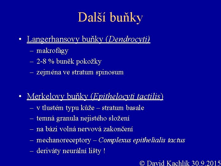 Další buňky • Langerhansovy buňky (Dendrocyti) – makrofágy – 2 -8 % buněk pokožky