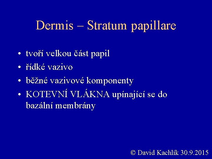 Dermis – Stratum papillare • • tvoří velkou část papil řídké vazivo běžné vazivové