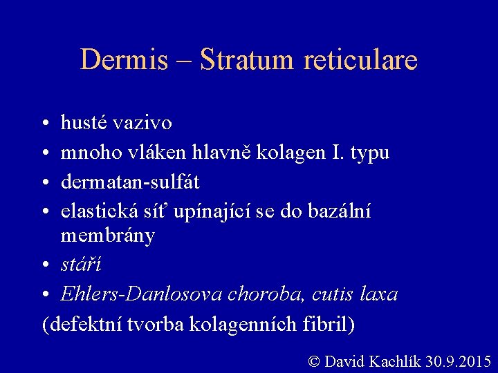 Dermis – Stratum reticulare • • husté vazivo mnoho vláken hlavně kolagen I. typu