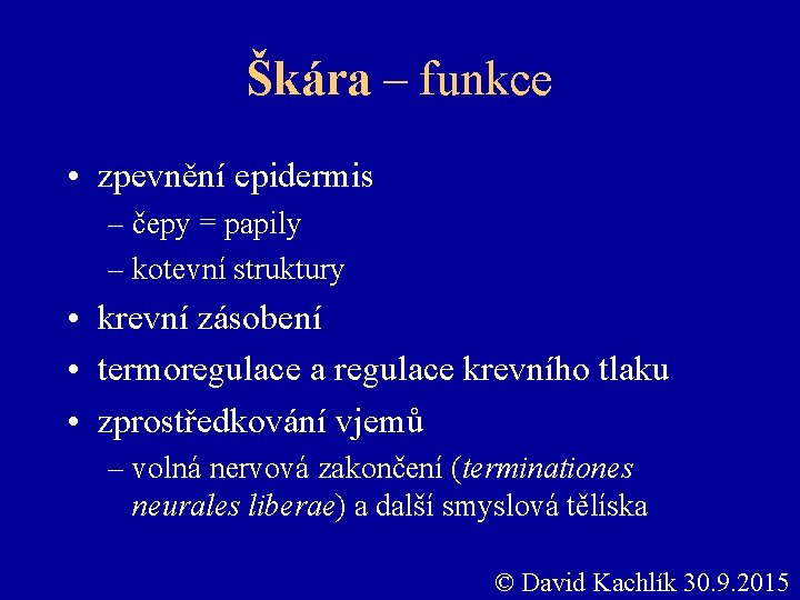 Škára – funkce • zpevnění epidermis – čepy = papily – kotevní struktury •