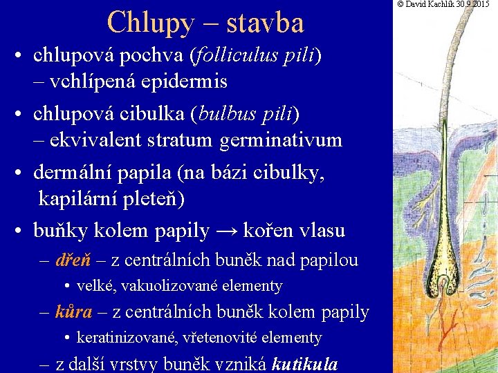 Chlupy – stavba • chlupová pochva (folliculus pili) – vchlípená epidermis • chlupová cibulka