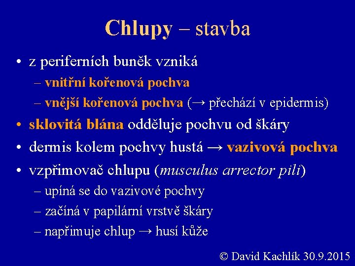 Chlupy – stavba • z periferních buněk vzniká – vnitřní kořenová pochva – vnější