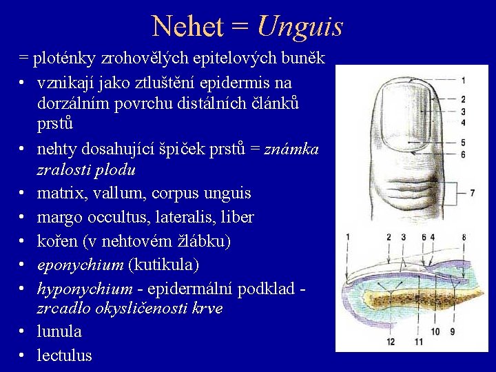Nehet = Unguis = ploténky zrohovělých epitelových buněk • vznikají jako ztluštění epidermis na