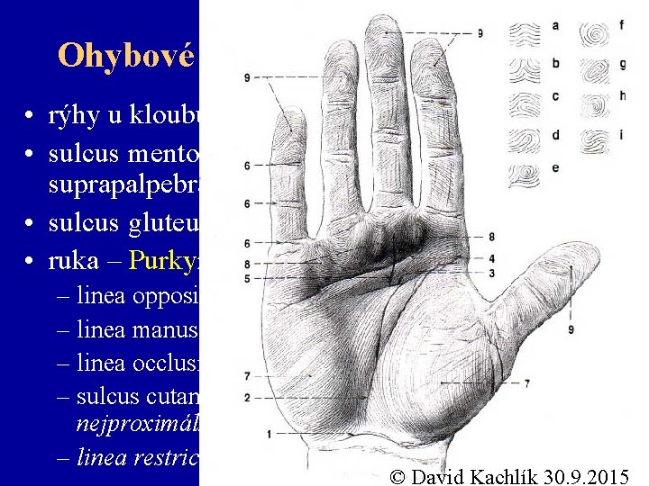 Ohybové rýhy (lineae distractiones) • rýhy u kloubů, vrásky • sulcus mentolabialis, nasolabialis, suprapalpebralis,
