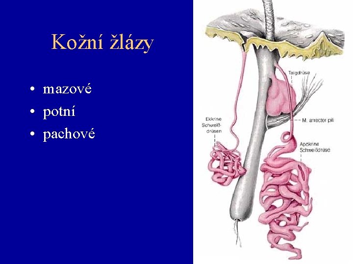 Kožní žlázy • mazové • potní • pachové 