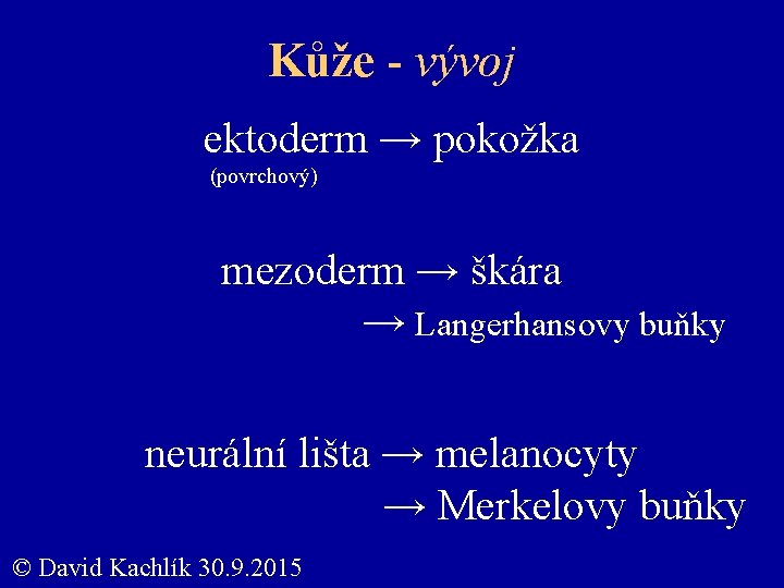 Kůže - vývoj ektoderm → pokožka (povrchový) mezoderm → škára → Langerhansovy buňky neurální