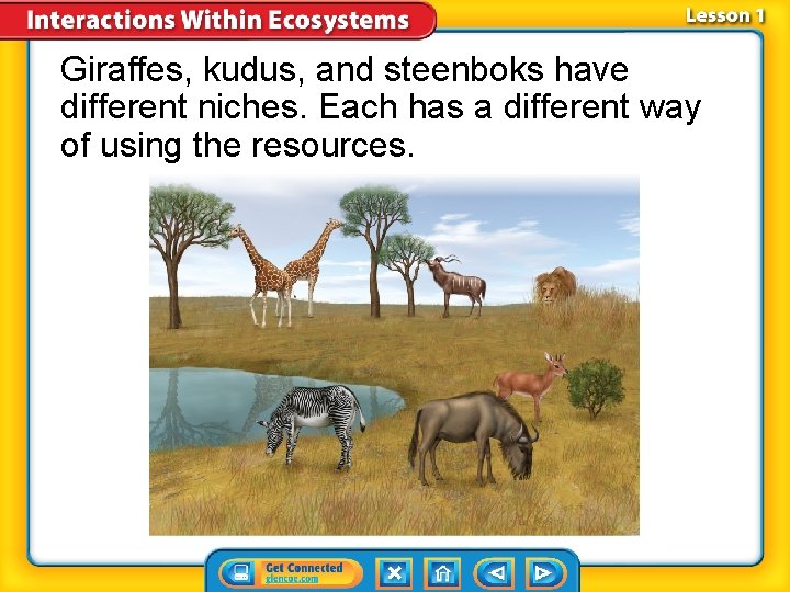 Giraffes, kudus, and steenboks have different niches. Each has a different way of using
