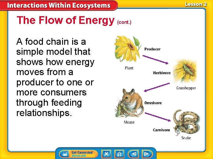 The Flow of Energy (cont. ) A food chain is a simple model that