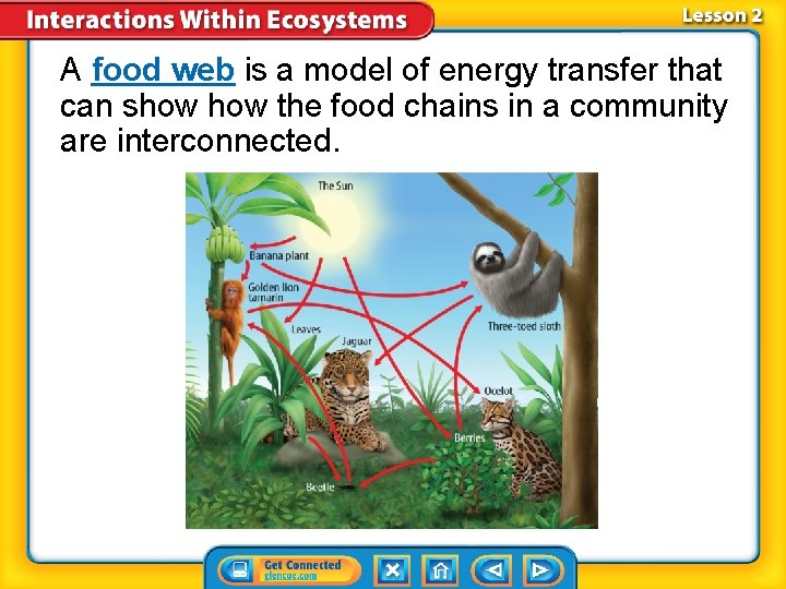 A food web is a model of energy transfer that can show the food