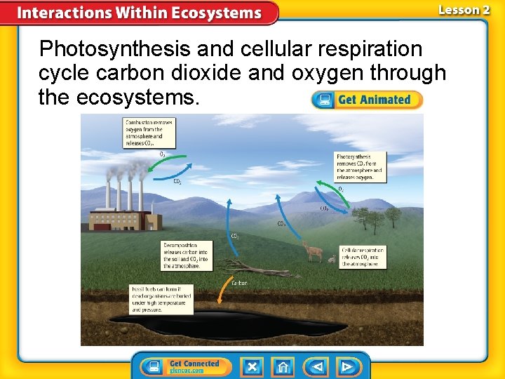 Photosynthesis and cellular respiration cycle carbon dioxide and oxygen through the ecosystems. 