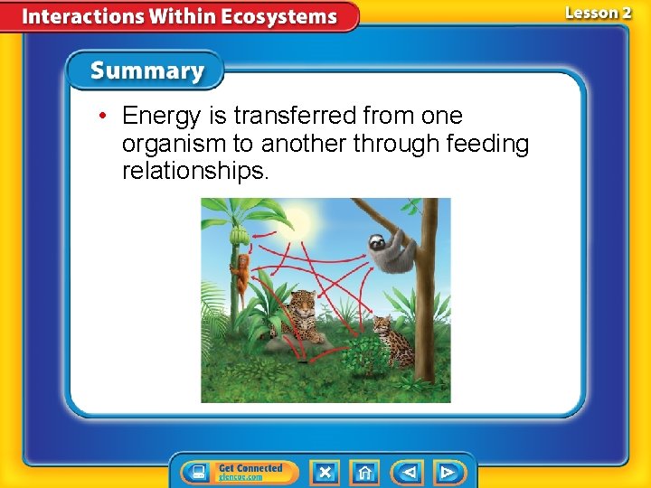  • Energy is transferred from one organism to another through feeding relationships. 