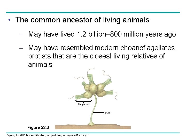  • The common ancestor of living animals – May have lived 1. 2