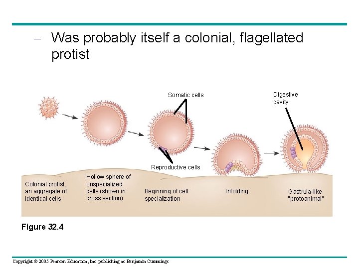 – Was probably itself a colonial, flagellated protist Digestive cavity Somatic cells Reproductive cells