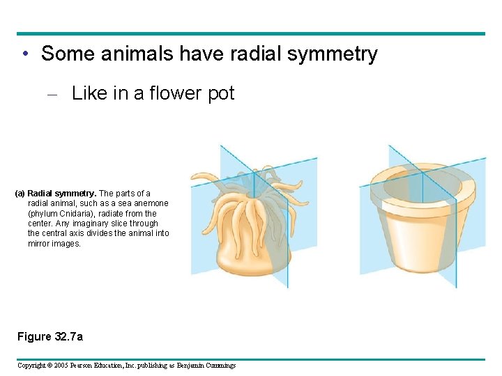  • Some animals have radial symmetry – Like in a flower pot (a)