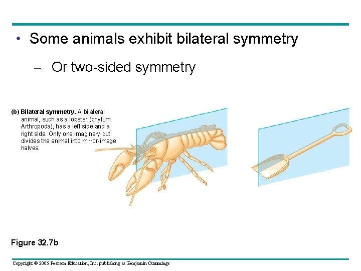  • Some animals exhibit bilateral symmetry – Or two-sided symmetry (b) Bilateral symmetry.