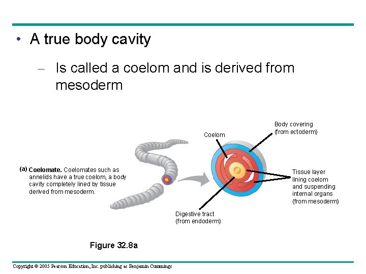  • A true body cavity – Is called a coelom and is derived