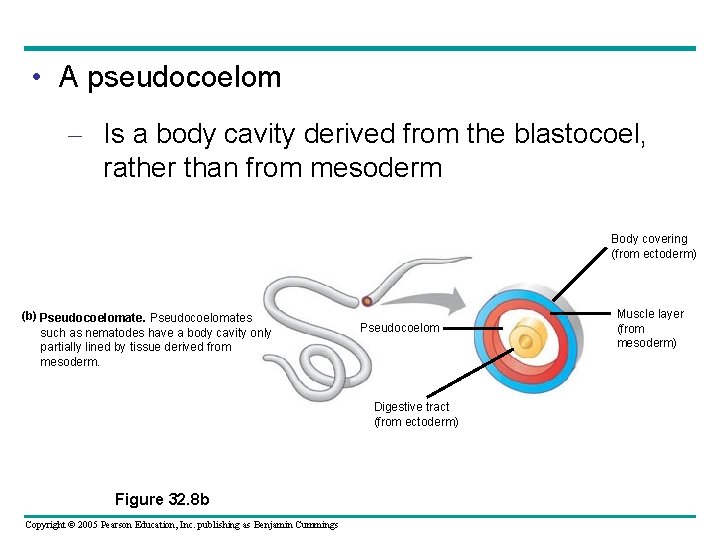  • A pseudocoelom – Is a body cavity derived from the blastocoel, rather