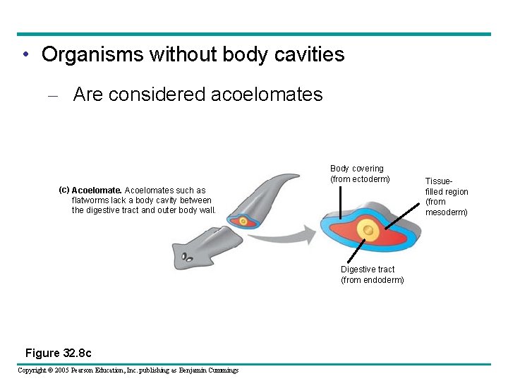  • Organisms without body cavities – Are considered acoelomates Body covering (from ectoderm)