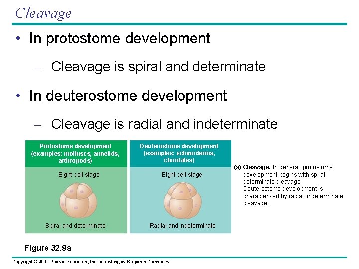 Cleavage • In protostome development – Cleavage is spiral and determinate • In deuterostome