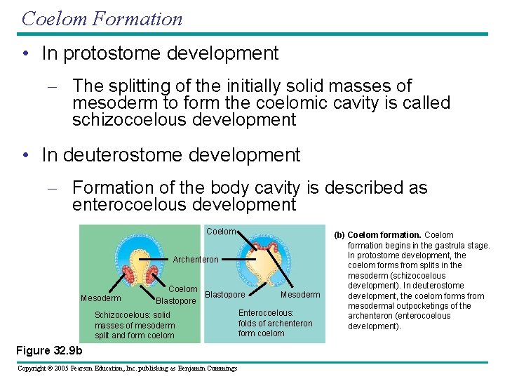 Coelom Formation • In protostome development – The splitting of the initially solid masses