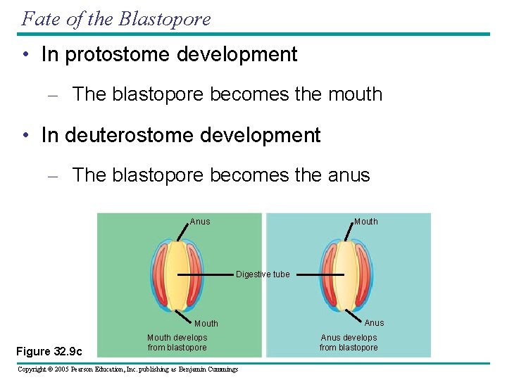 Fate of the Blastopore • In protostome development – The blastopore becomes the mouth