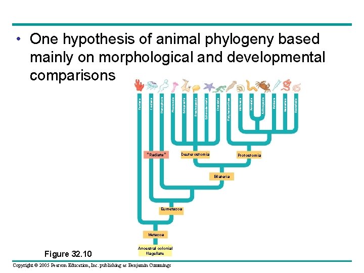 “Radiata” Deuterostomia Metazoa Figure 32. 10 Ancestral colonial flagellate Copyright © 2005 Pearson Education,
