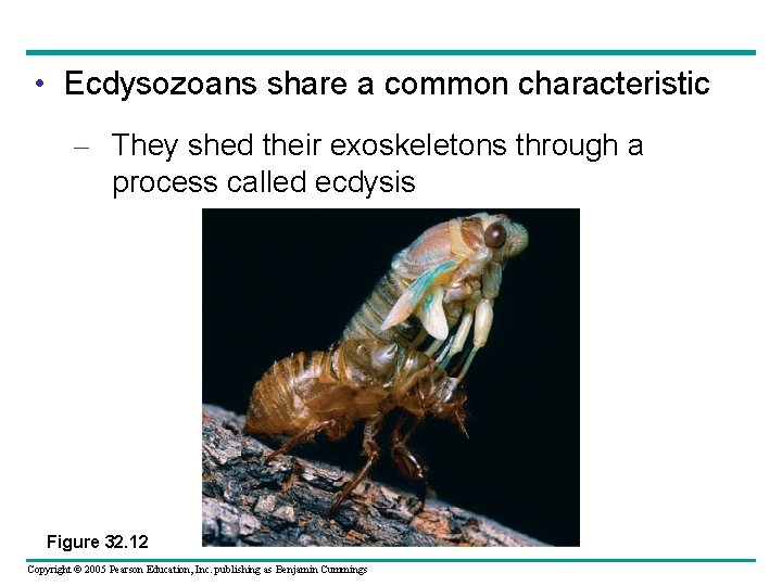  • Ecdysozoans share a common characteristic – They shed their exoskeletons through a