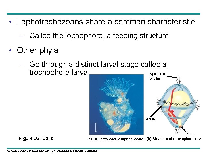  • Lophotrochozoans share a common characteristic – Called the lophophore, a feeding structure