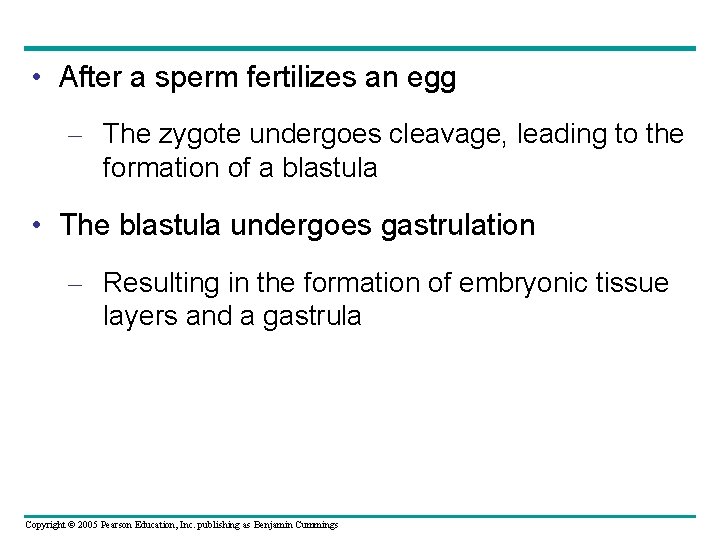  • After a sperm fertilizes an egg – The zygote undergoes cleavage, leading