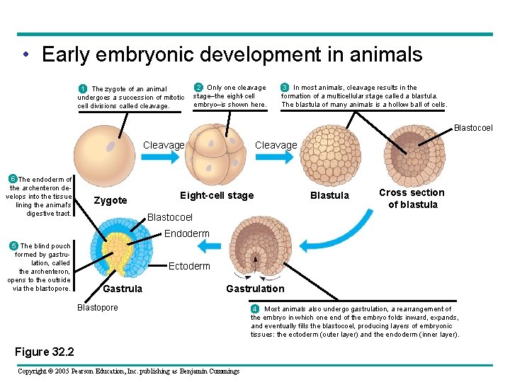  • Early embryonic development in animals 1 The zygote of an animal undergoes