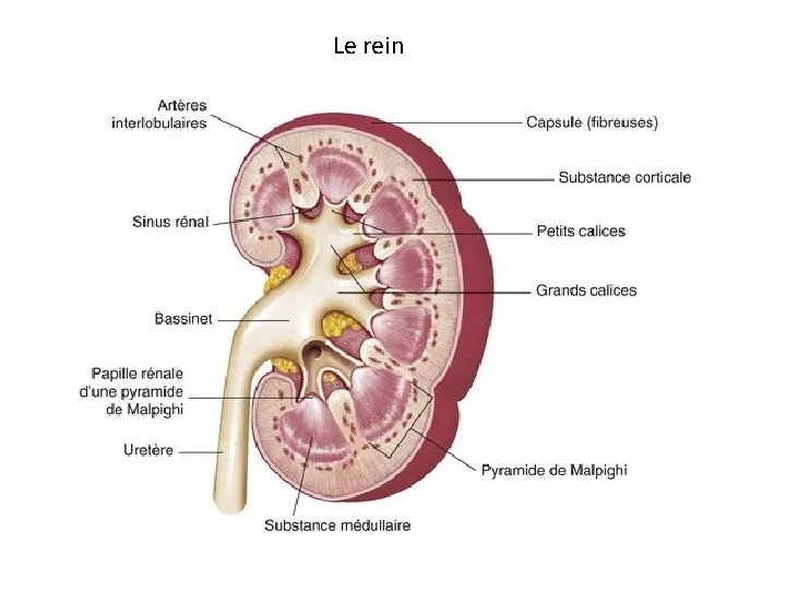 Le rein 