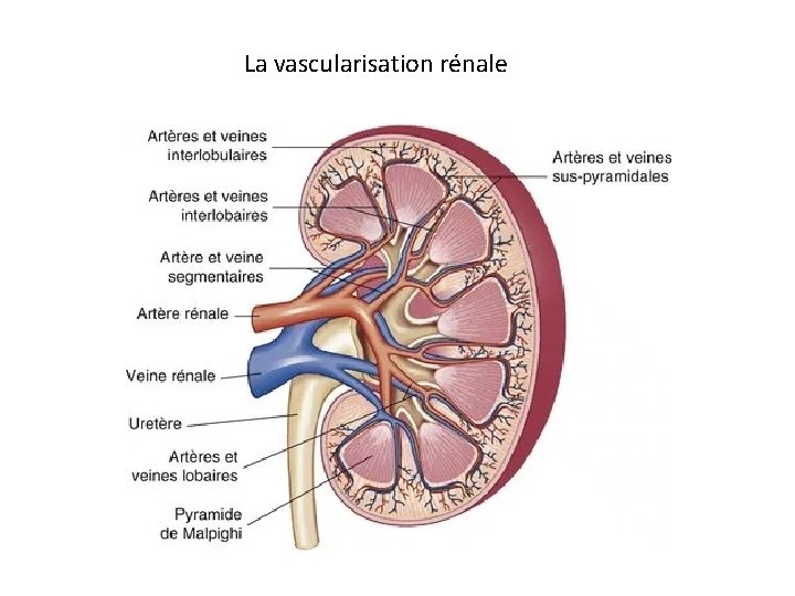 La vascularisation rénale 