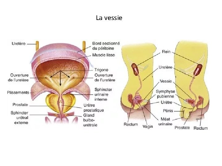 La vessie 