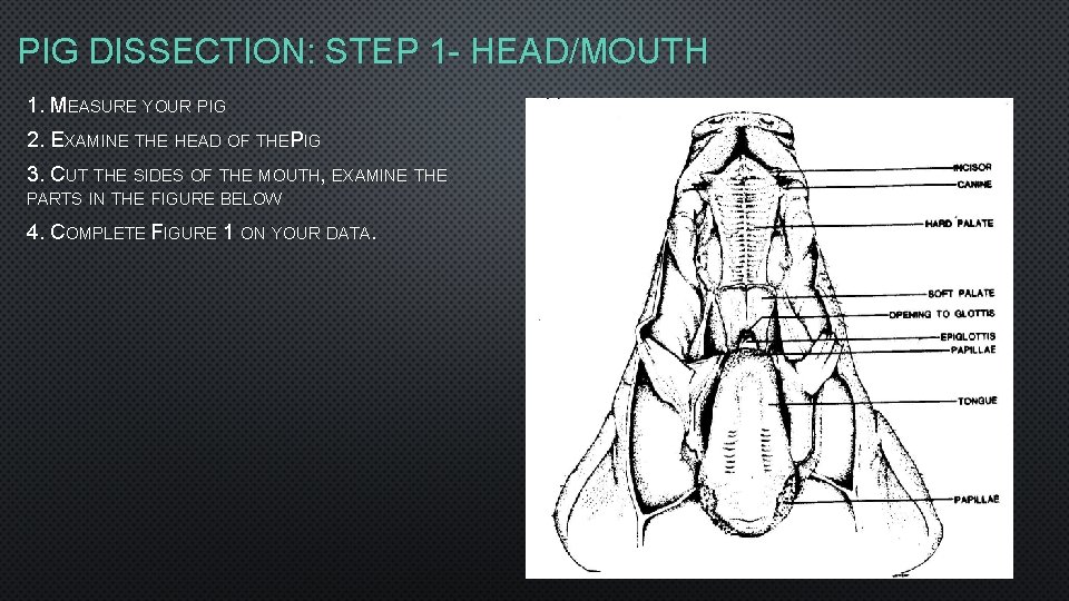 PIG DISSECTION: STEP 1 - HEAD/MOUTH 1. MEASURE YOUR PIG 2. EXAMINE THE HEAD PIG DISSECTION: STEP 1 - HEAD/MOUTH 1. MEASURE YOUR PIG 2. EXAMINE THE HEAD