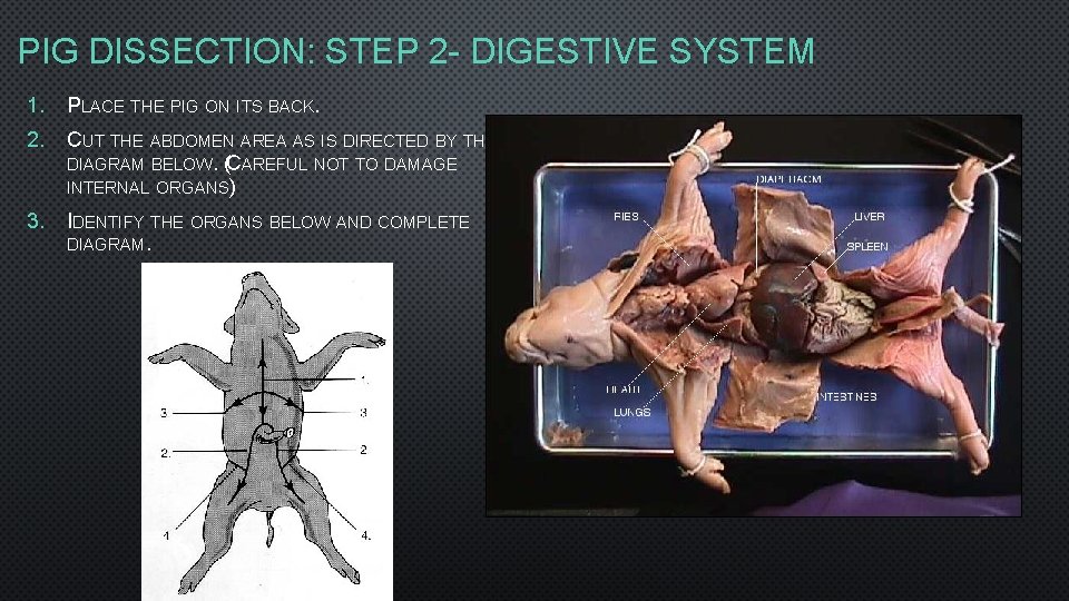 PIG DISSECTION: STEP 2 - DIGESTIVE SYSTEM 1. PLACE THE PIG ON ITS BACK.